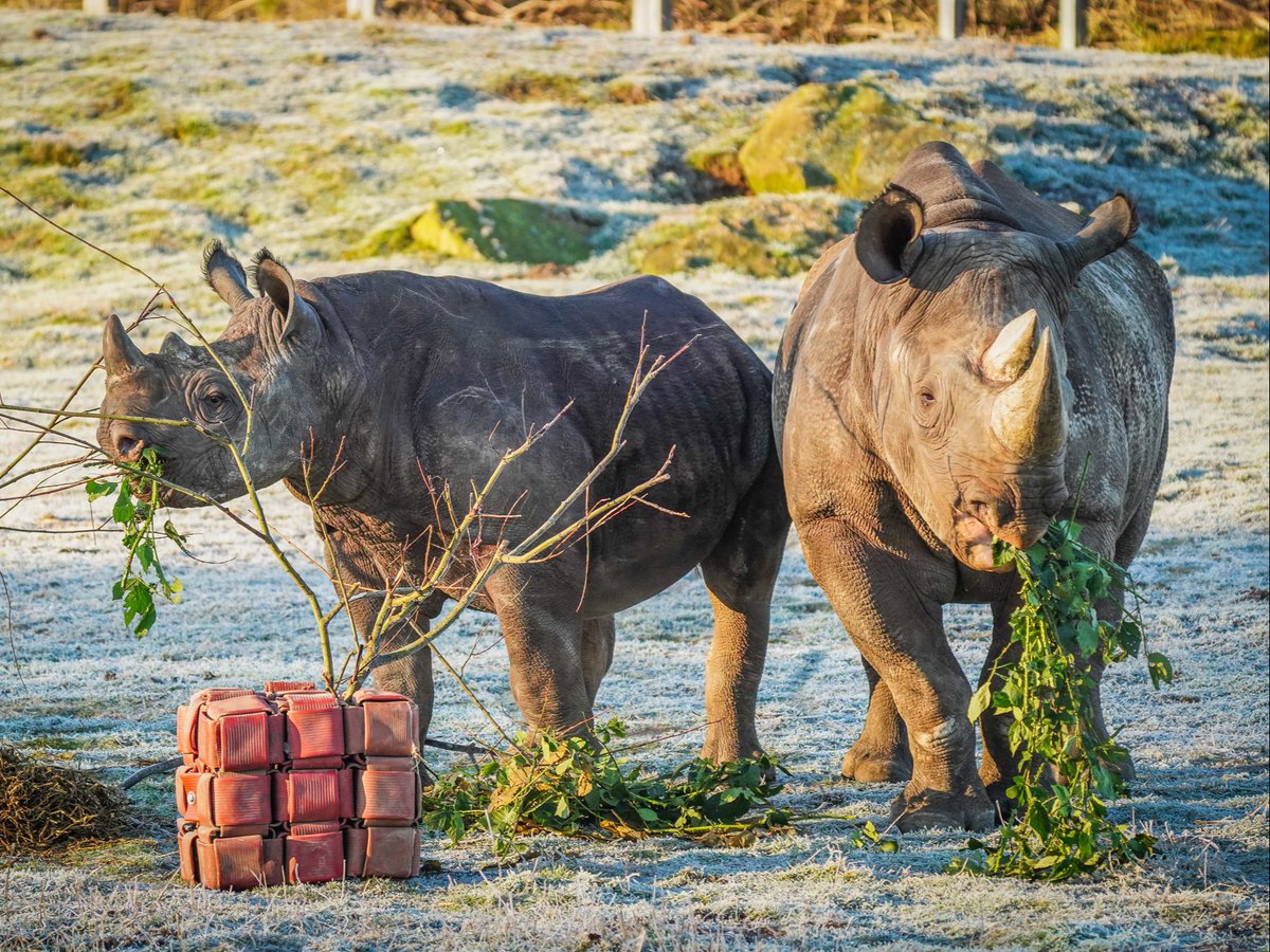 Yorkshire Wildlife Park 🦁 tweet media