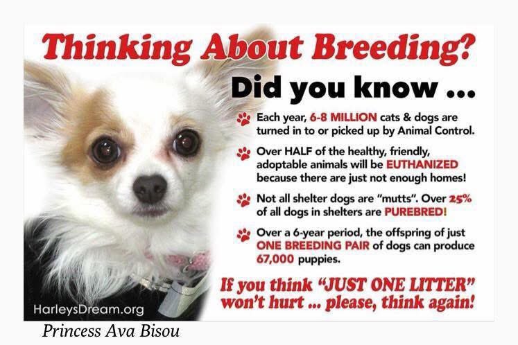 Princess AvaBisou tweet media