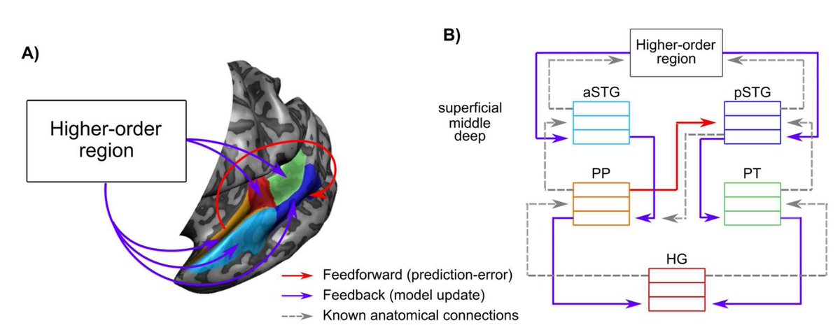 New layer-fMRI manuscript describing the predictive processing across layers of auditory areas. By
@Lonike4 
biorxiv.org/lookup/doi/10.…