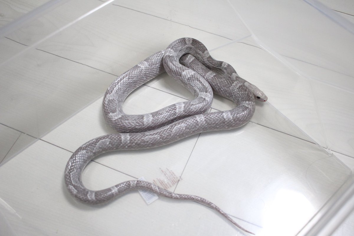 기존의 아이들도 먹이 주기가 늘어나니 살짝 마르긴 했지만, 잘 지내고 있다. 최근에 겨울철 이동을 하느라 감기 의심되는 아이가 있긴 해서, 사육장 온도는 높여주었다.