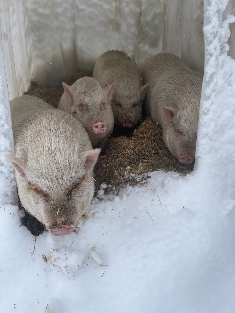 beaglefreedom's tweet image. Our animal testing survivors at Freedom Fields are enjoying their first snow! #Freedom #FreedomFields #BeagleFreedomProject #BeagleFreedom
