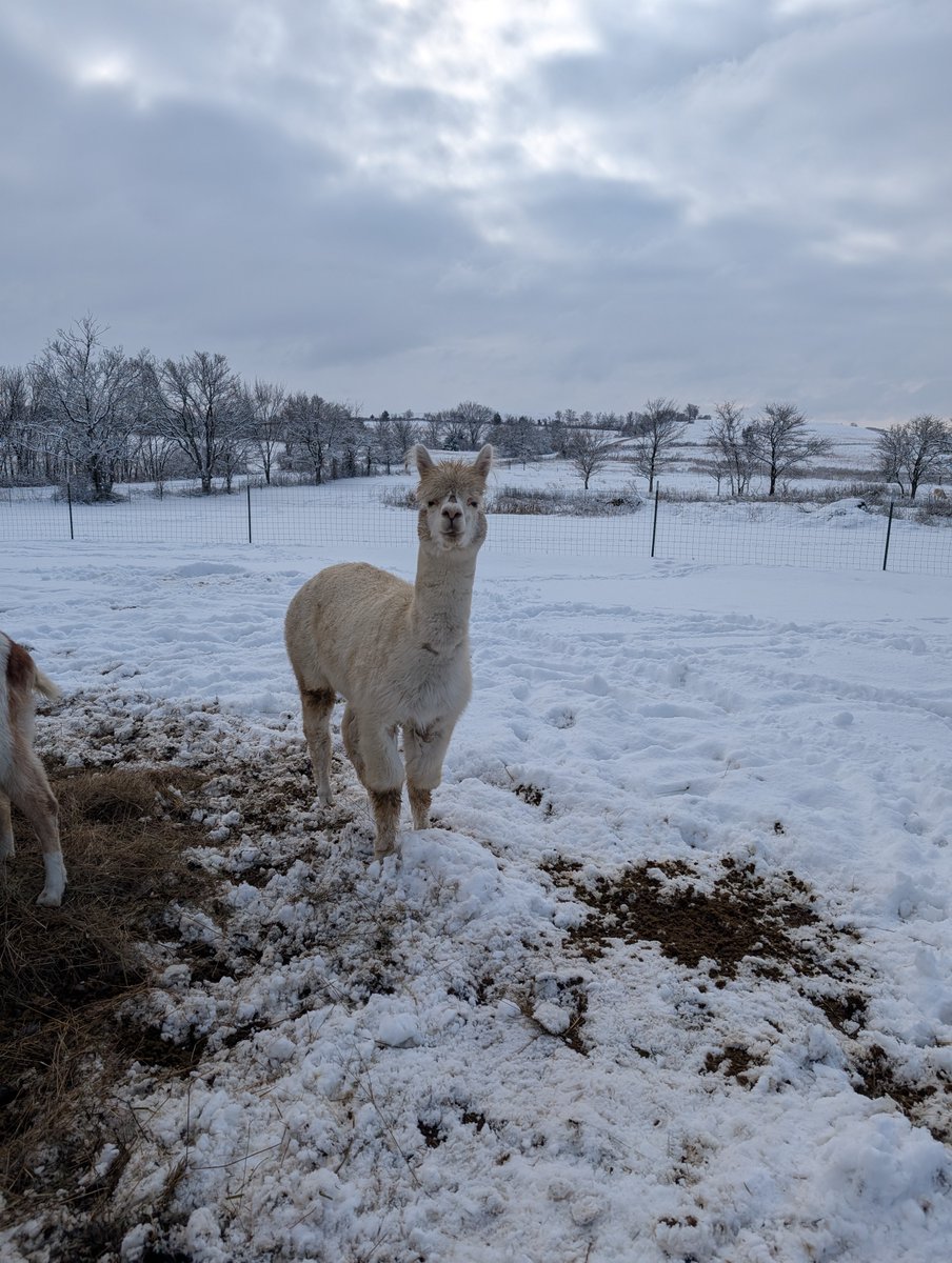 beaglefreedom's tweet image. Our animal testing survivors at Freedom Fields are enjoying their first snow! #Freedom #FreedomFields #BeagleFreedomProject #BeagleFreedom