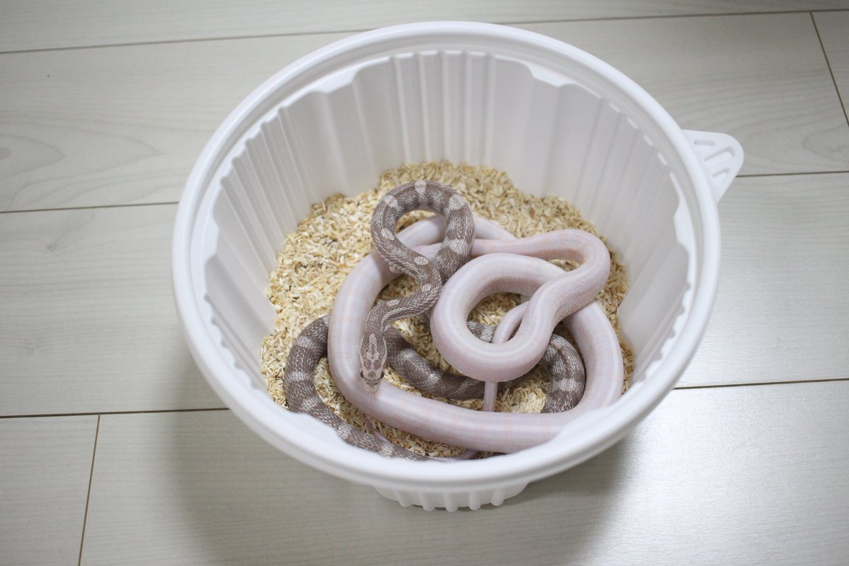 아주 예쁜 뱀들을 가득 양도 받게 되었다. 왕복 6시간을 함께 다녀와 준 남자친구도, 선뜻 내게 정성스레 키운 뱀들을 모두 주신 분께도 감사하다. 세상엔 이렇게 감사할 일들이 종종 생긴다.