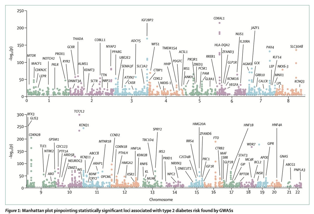 Eric Topol (@erictopol) on Twitter photo The multitude of genomic loci that are associated with Type 2 diabetes, nicely reviewed <a href="/TheLancetEndo/">The Lancet Diabetes & Endocrinology</a> by <a href="/philippefroguel/">Philippe Froguel</a> and colleagues
thelancet.com/journals/landi… The multitude of genomic loci that are associated with Type 2 diabetes, nicely reviewed <a href="/TheLancetEndo/">The Lancet Diabetes & Endocrinology</a> by <a href="/philippefroguel/">Philippe Froguel</a> and colleagues
thelancet.com/journals/landi…