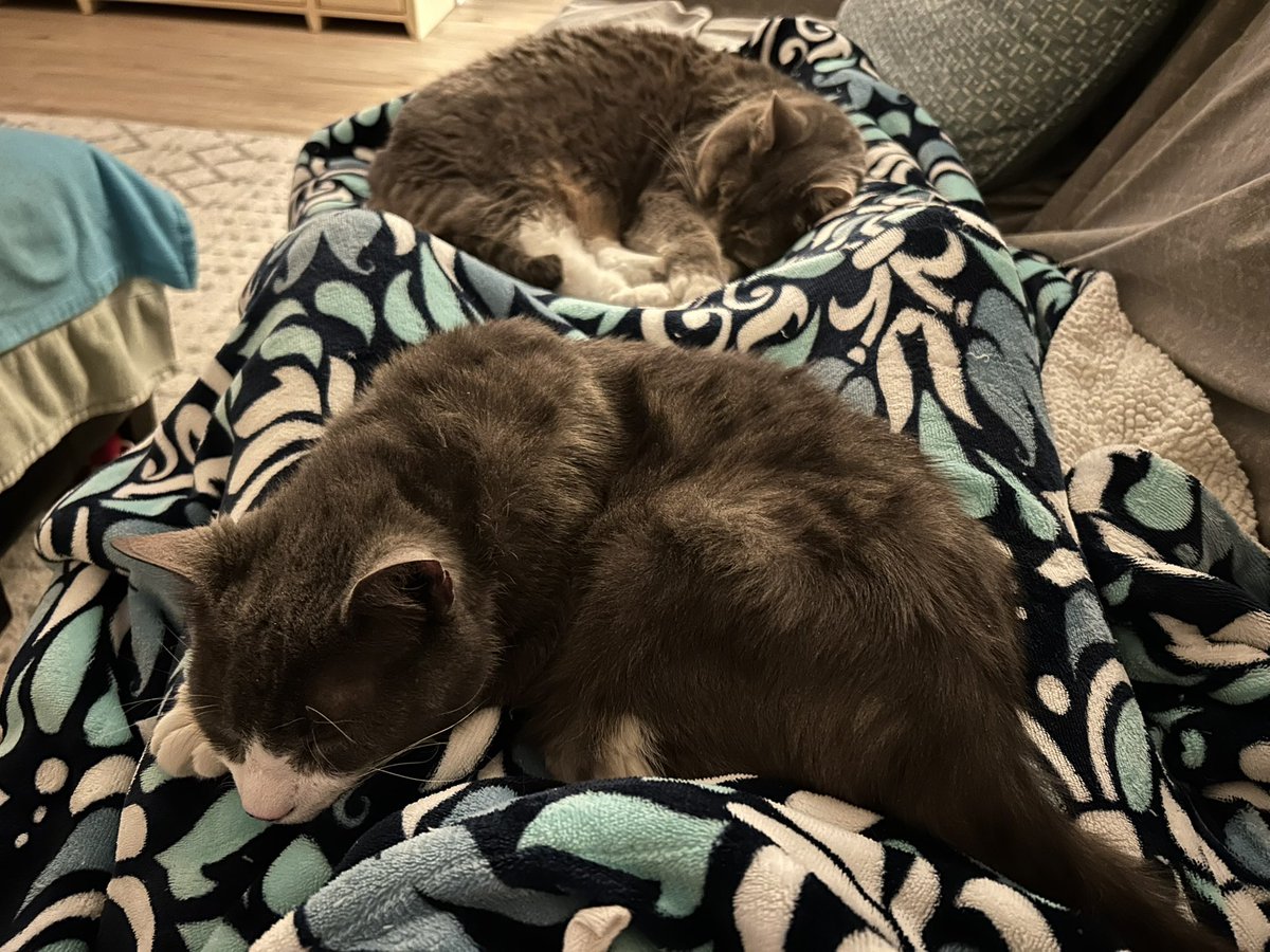TuxTedTabbyMag's tweet photo. Itโs #2cats hanging out together on my momโs lap last night ๐Have a pawtastic day pals! โค๏ธTeddy and Maggie #tuxedo, #CatsAreFamily, #tabby, #Adoptdontshop, #throwback ๐ป๐ฝ๐บ๐โโฌ๐พ๐๐ถ๐บ๐ธ https://t.co/WAnT5dFrRN