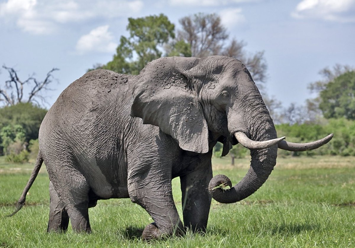 Did You Know About Elephants?

Elephants have an incredible memory! It’s often said, "Elephants never forget," and it’s true. They can remember faces, paths to water sources, and even other elephants and humans they haven’t seen in years. Their large brains have a special area