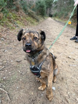 millypod1's tweet photo. 🆘16 JAN 2025 #Lost OLLIE #ScanMe
Cross Breed Male. Wearing Blue equafleece jacket
Chobham Common roundabout car park, darted out onto Chertsey Road and was seen going right into the woods between the #M3 and Chertsey Road #GU24
#Chobham #Woking #Surrey
https://t.co/LCfHZFdDwI https://t.co/Mq7UVxQj0j