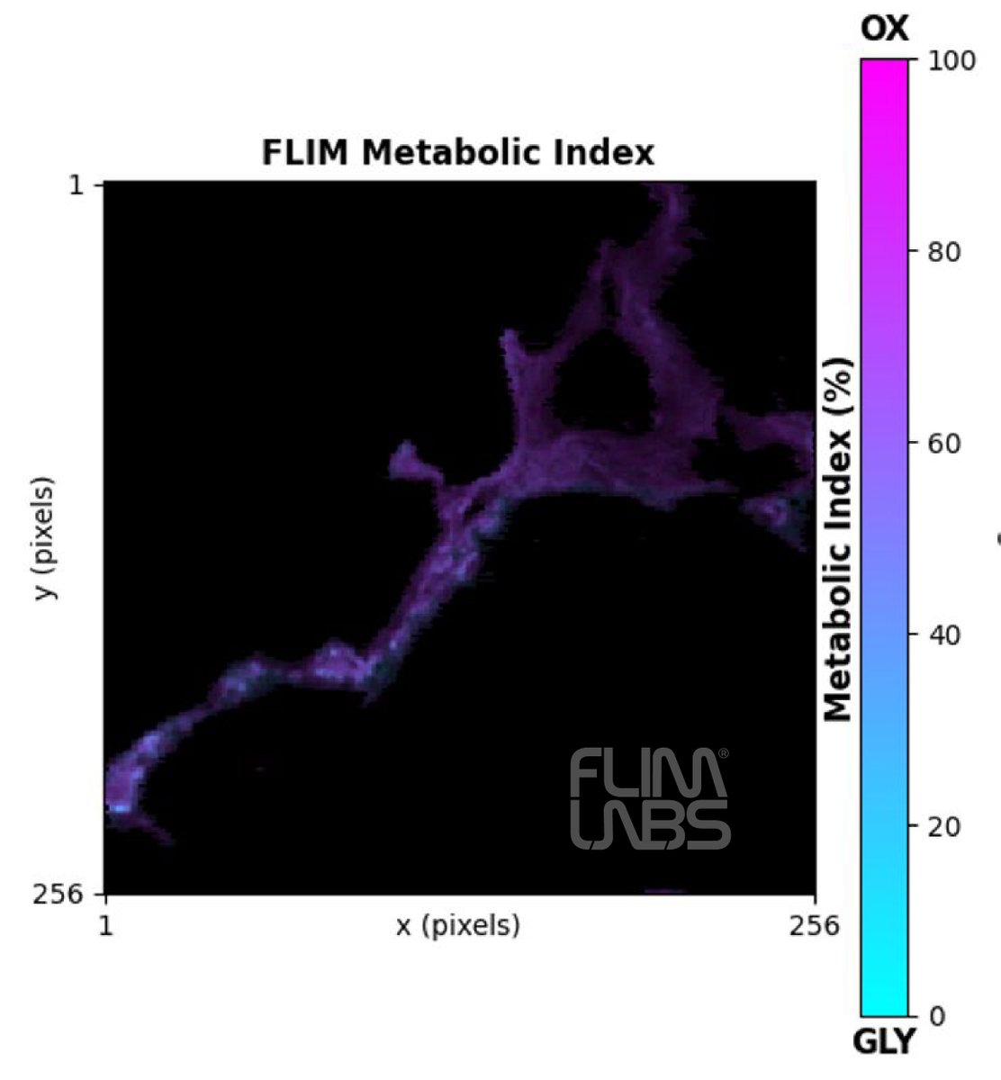 FlimLabs's tweet photo. Couldn’t resist sharing some fantastic #metabolic #FLIM results from today’s workshop at @cimec_unitrento with @MEDIASystemLab!
#FLIMphasors #NADH #FluorescenceLifetime https://t.co/raaLhjM7MC