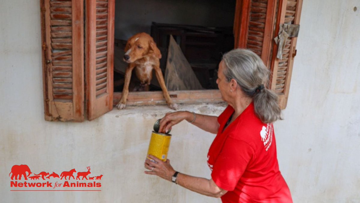 Network4Animals's tweet photo. Have you heard of the โ#GhostDogsโ of #Aspropyrgos, #Greece? Abandoned, abused & terrified of people, the dogs only show their faces when our team arrives to provide food & crucial care, earning them their name. Learn how you can bring them hope: https://t.co/Y87VF6Q7uG
#NFADogs https://t.co/zY4DWeyXiL