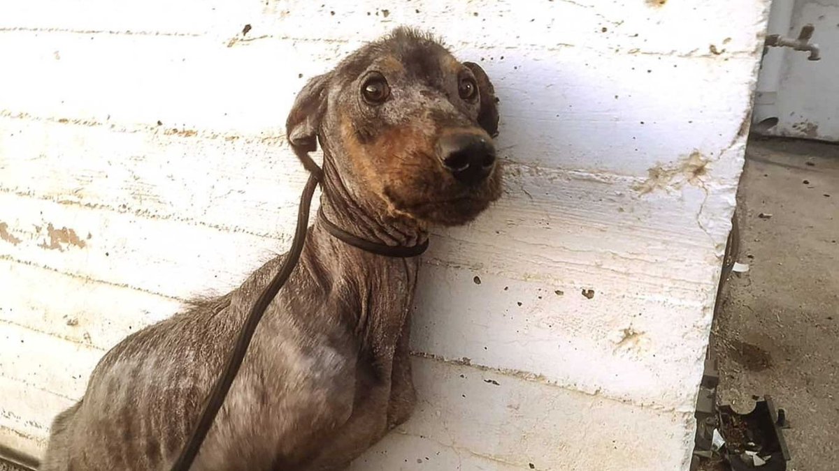 Network4Animals's tweet photo. Have you heard of the โ#GhostDogsโ of #Aspropyrgos, #Greece? Abandoned, abused & terrified of people, the dogs only show their faces when our team arrives to provide food & crucial care, earning them their name. Learn how you can bring them hope: https://t.co/Y87VF6Q7uG
#NFADogs https://t.co/zY4DWeyXiL