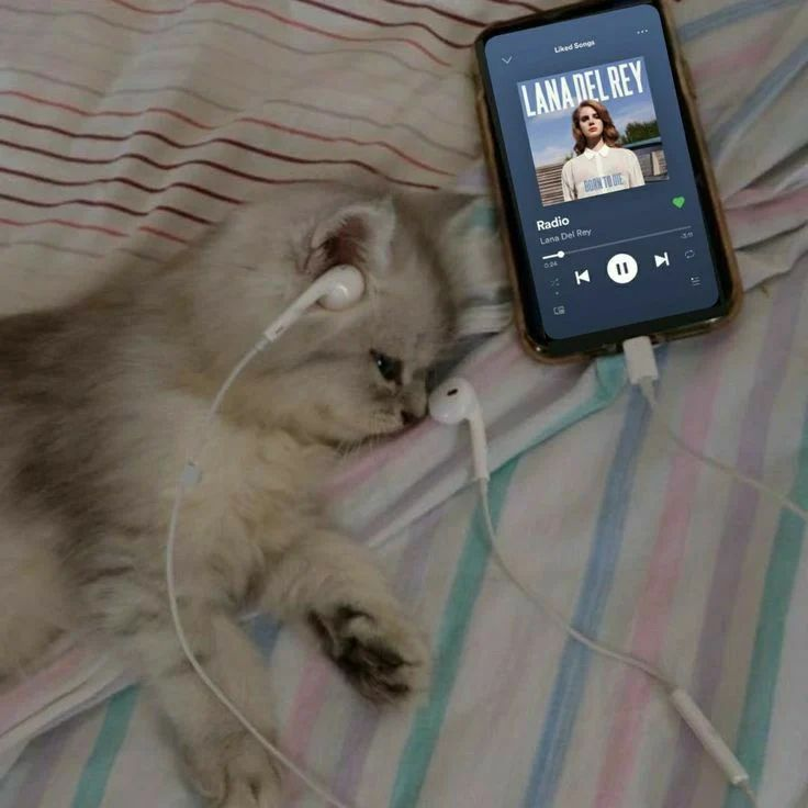 Punch Cat (@punchingcat) on Twitter photo 