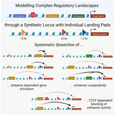 MolecularCell's tweet photo. Enhancer cooperativity can compensate for loss of activity over large genomic distances https://t.co/0LbAYI4fUL https://t.co/lbFLZWBMGo