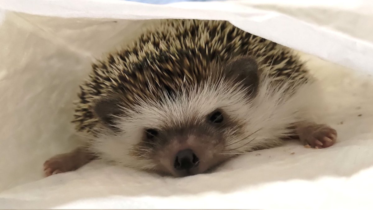 ぺに〜🌟 tweet media