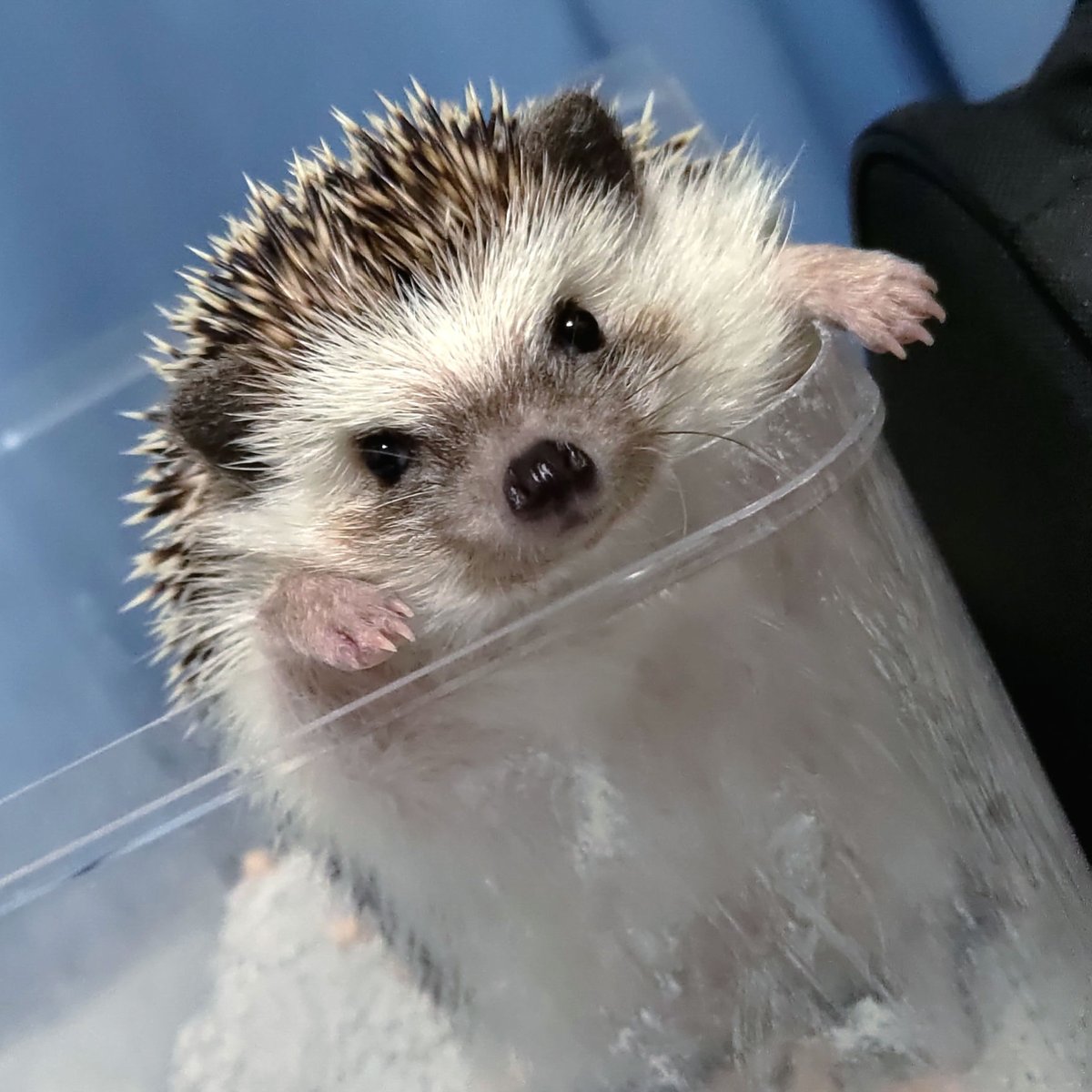 ぺに〜🌟 tweet media