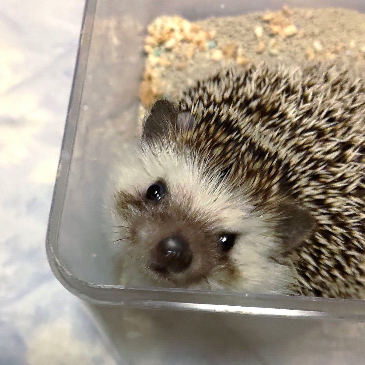 ぺに〜🌟 tweet media