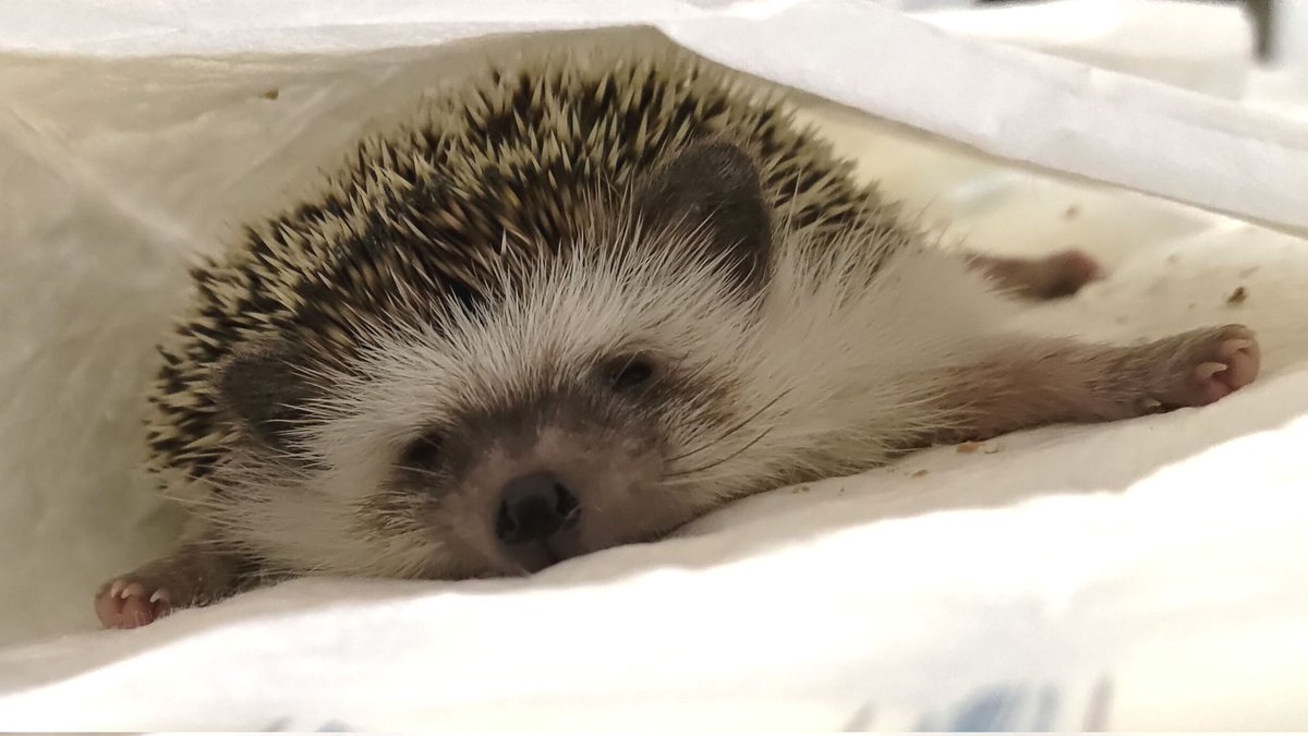 ぺに〜🌟 tweet media