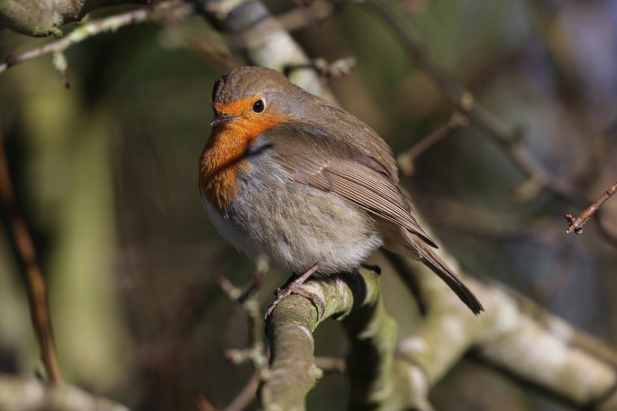 A cold morning at Burton Mere with <a href="/NafanLFC/">Nathan Wilde</a> , not a lot about but did get to see the little owl in the sun ☀️
