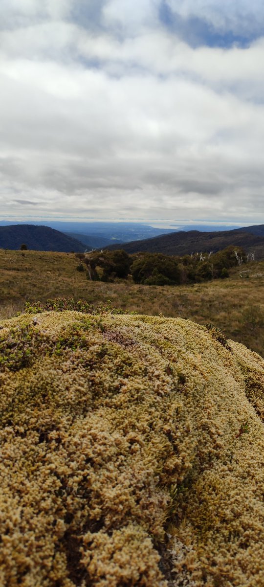 C. Gómez P tweet media