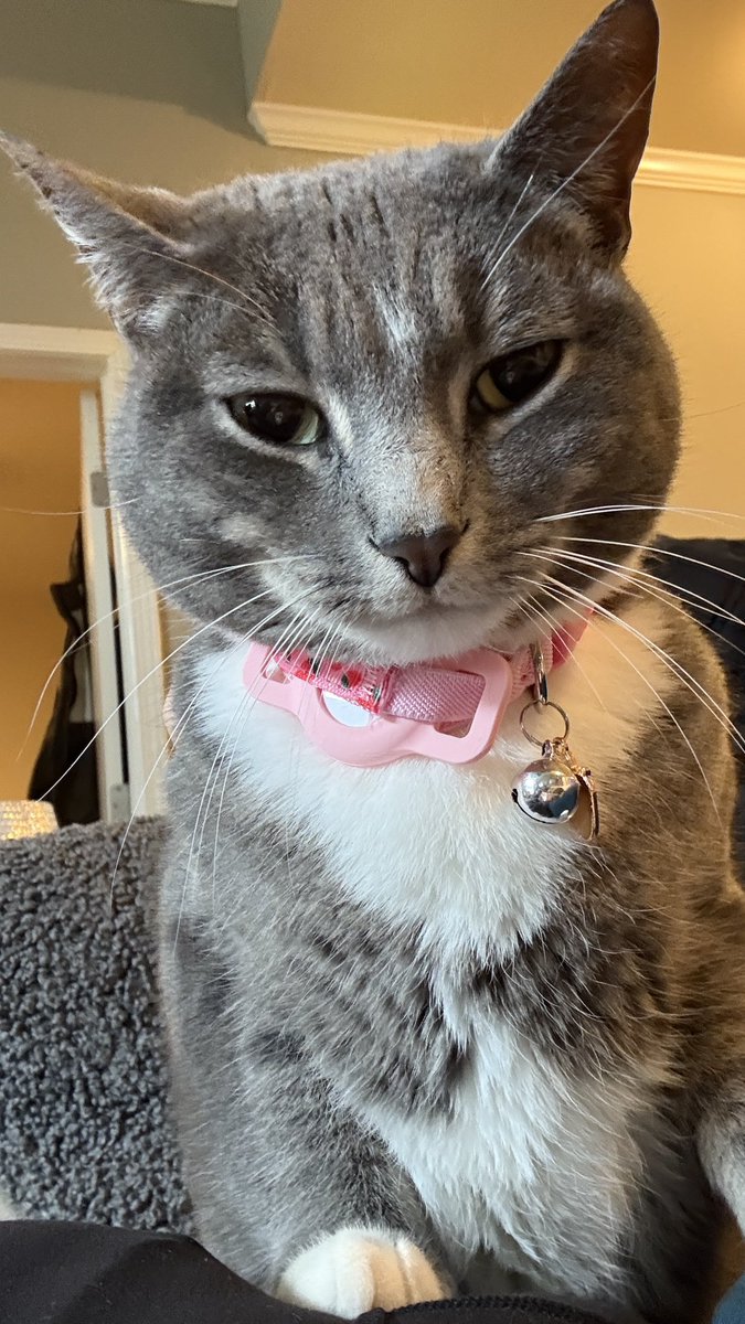 tinypippa's tweet photo. you like my whiskers? i grew them myself https://t.co/Mhxxm0gajx
