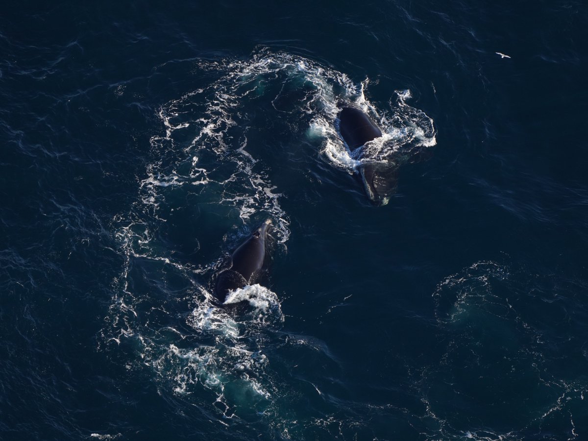 NEAQ's tweet image. This week, aerial surveys over the Gulf of Maine spotted more than 75 North Atlantic #RightWhales!

The sightings, captured by the Aquarium's #AndersonCabotCenter aerial survey team, included whales spread out over 10 miles.

More: bit.ly/42iDmd0

📸:NMFS permit #25739