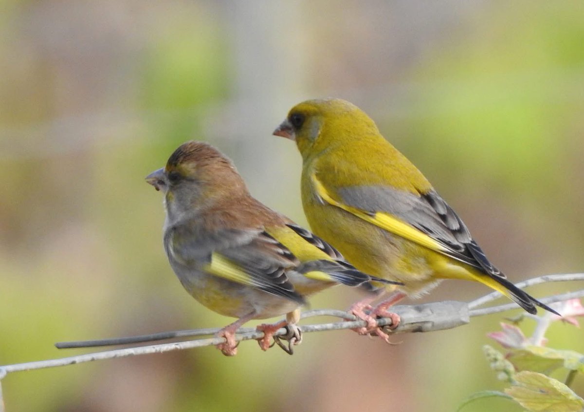 💛💚🪶

"Doble dosis de verde en este bonito encuentro  #verderones

#Ourense
#Chloris
