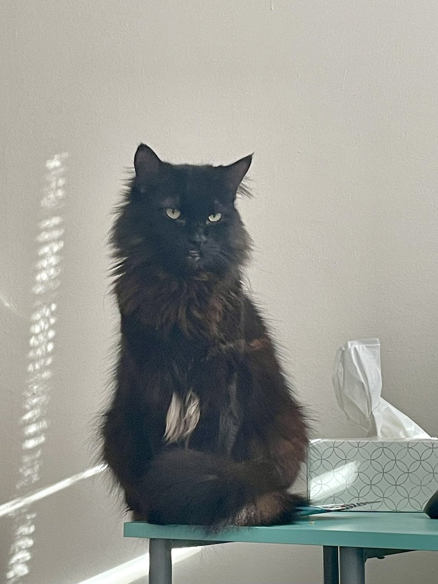 my cat has figured out the laser pointer and mostly tries to attack my hand now smh