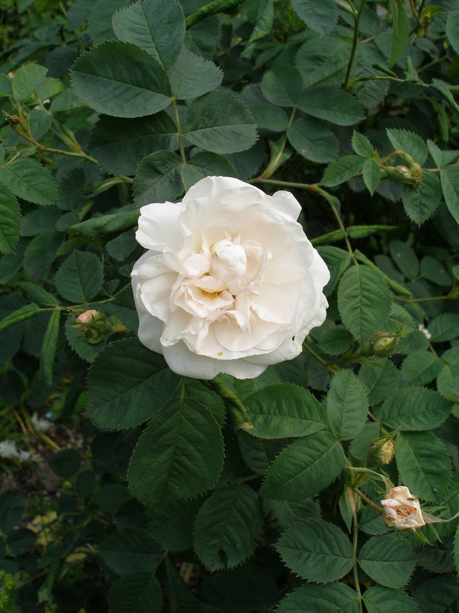 luminusoul's tweet photo. « The Alba Maxima Rose »
تعتبر من أكثر الورود أناقة في عالم البستنة، لأن جمالها يجمع بين classic beauty وsoft movement اللي يخلي أي حديقة تطلع وكأنها لوحة فنية متحركة 
الفنان أخرجها بشكل خلاب! كيف تتدلى وكأنها تعزف سيمفونية مع الطبيعة وأشعة الشمس اللي تتخللها وتعطيها منظر دافئ https://t.co/nl5xYlOx0U