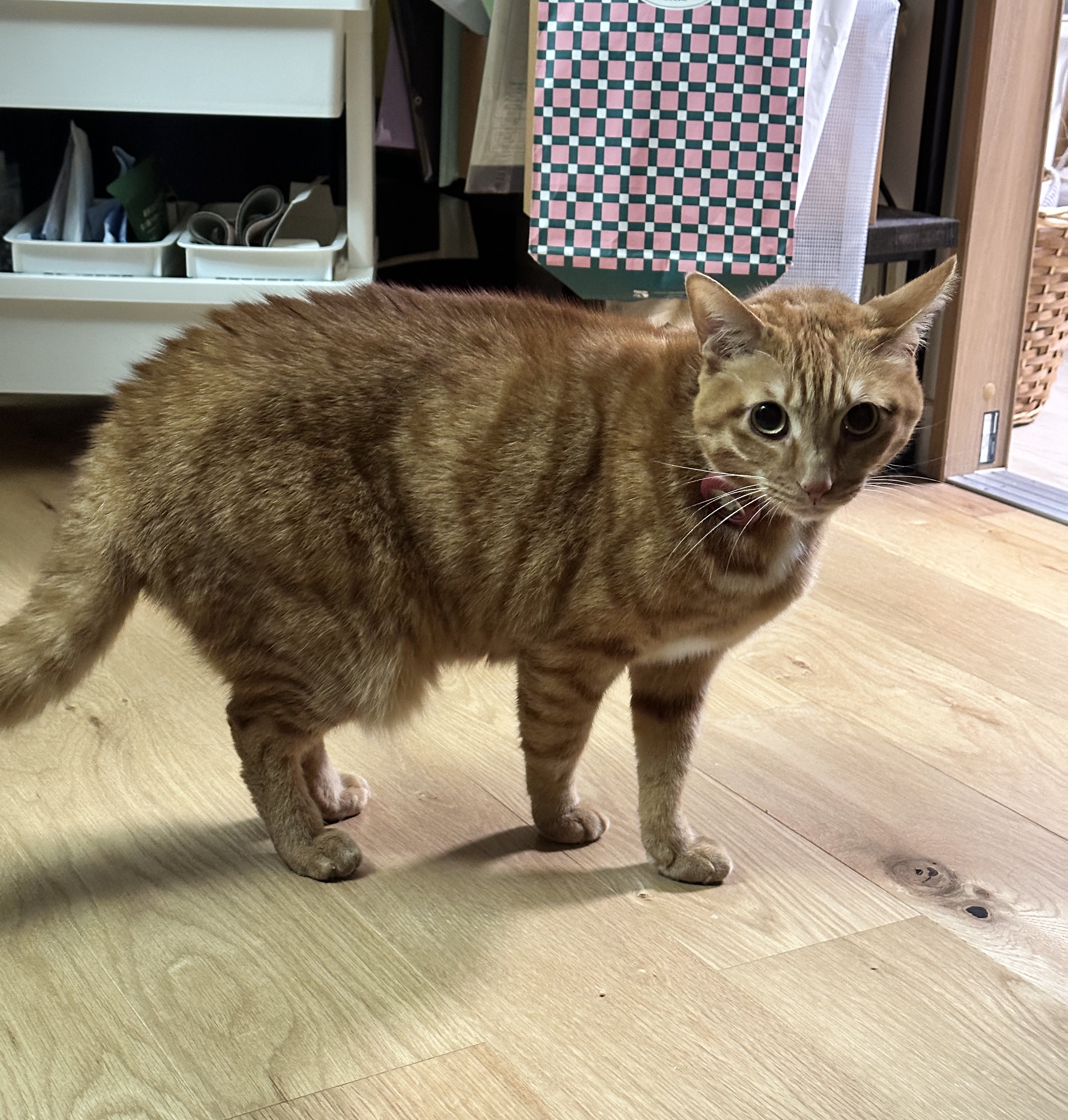 さっちゃん様専用 むぎちゃん・ミーちゃん 招き猫 ペア PG-28・PM-01