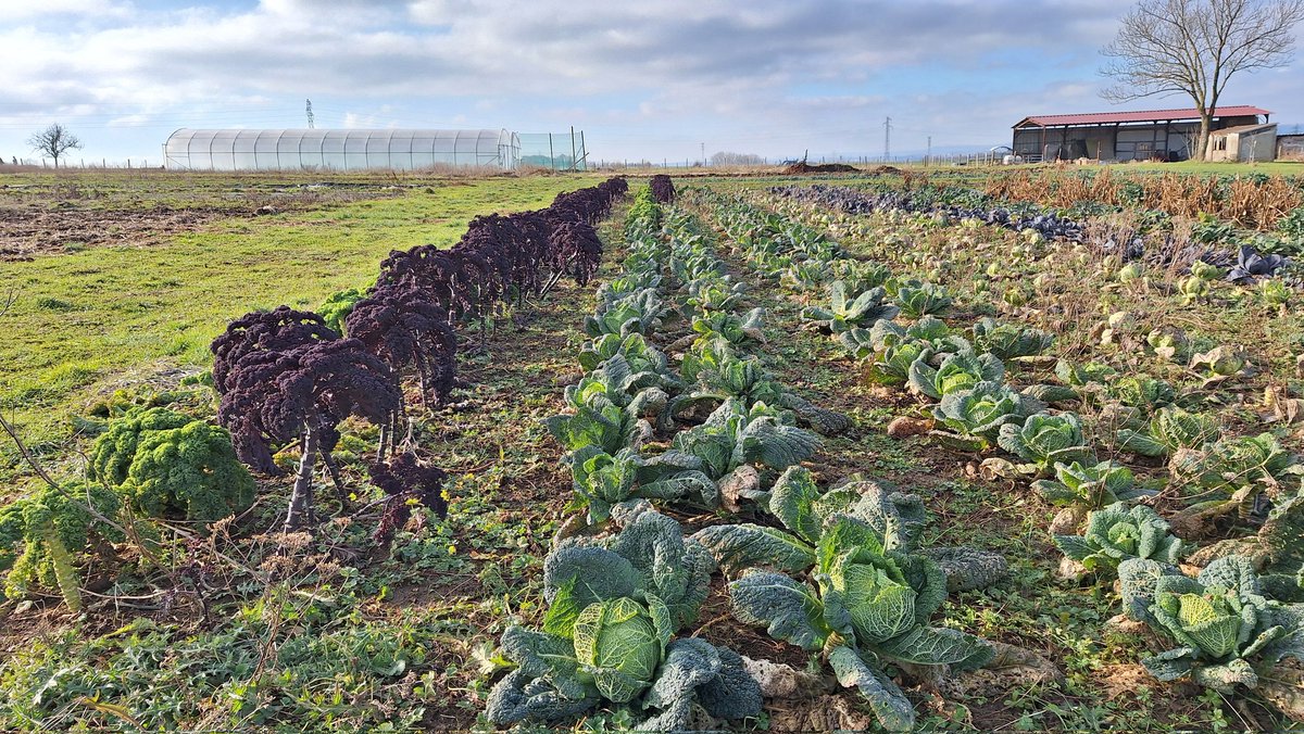 Ce jeudi une équipe de bénévoles de la LPO54 a planté 150 m de haie à la ferme maraîchère #bio du Trimolot à Varangéville. 
Ces buissons accueilleront d'ici quelques années des #oiseaux et d'autres auxiliaires sauvages des cultures ( carabes, hérissons...)
lesjardinsdetrimolot.fr