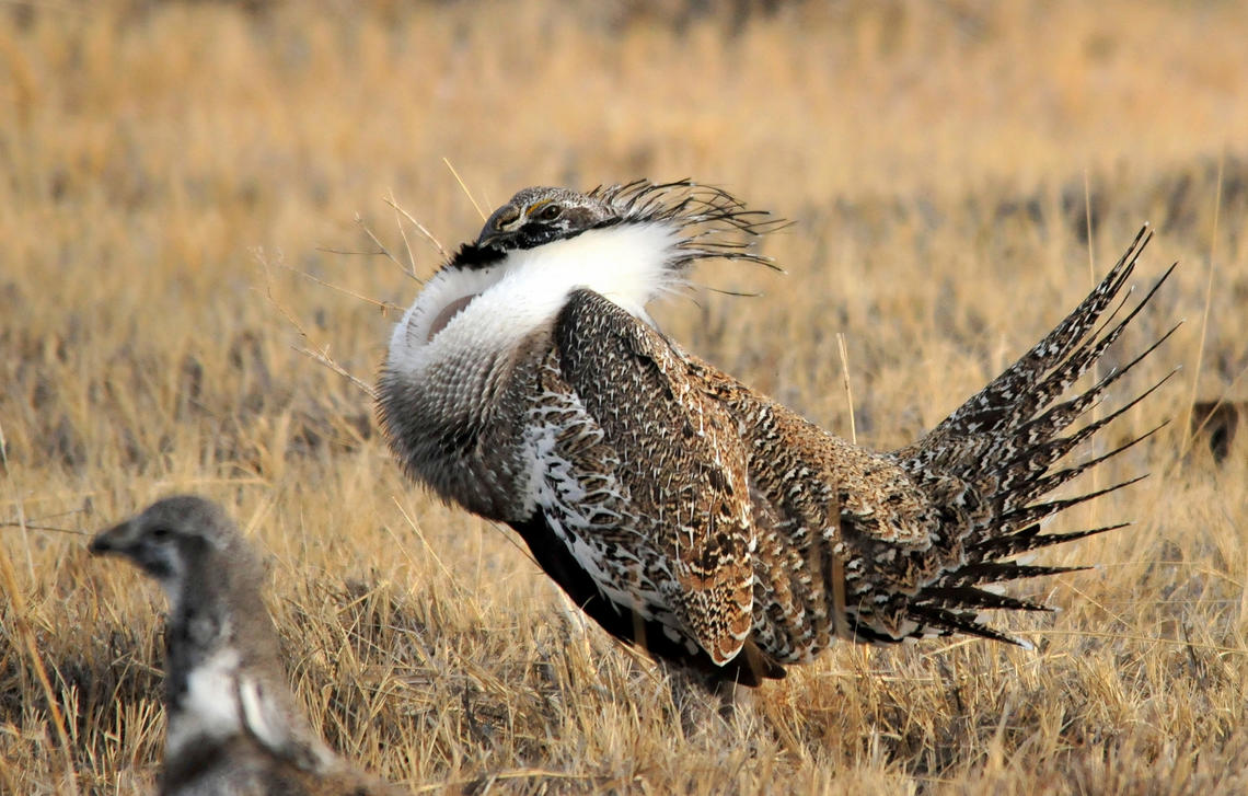 New <a href="/BLMNational/">Bureau of Land Management - National</a> plans for #sagegrouse in #CO and #OR should be model for other states. Read more from <a href="/NWF/">National Wildlife Federation</a> <a href="/AudubonRockies/">Audubon Rockies</a> <a href="/Backcountry_H_A/">Backcountry Hunters & Anglers</a> <a href="/nature_org/">The Nature Conservancy</a> <a href="/pewenvironment/">Pew Environment</a>: nwf.org/Home/Latest-Ne…