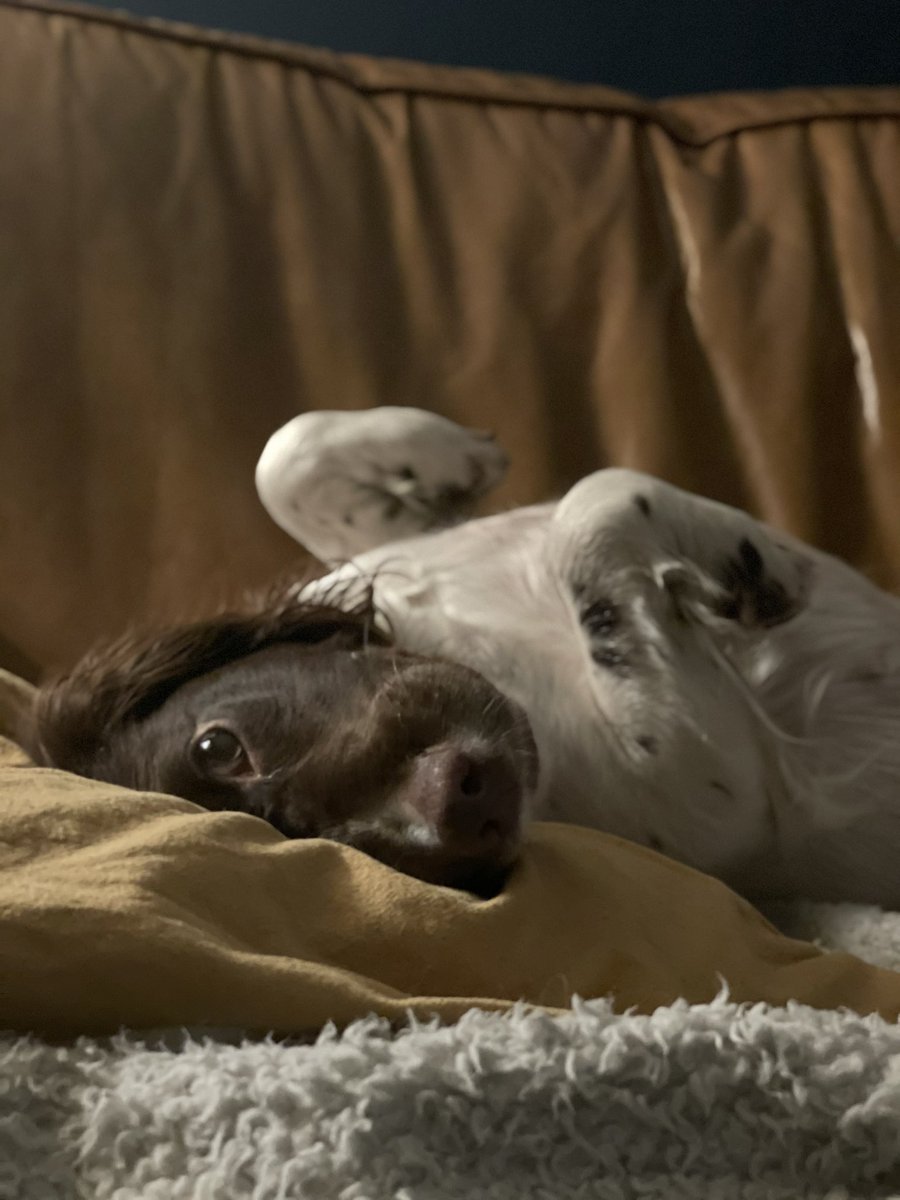 hi_bramble's tweet photo. @My_NamesJames @AlgoFamily @AkitaInuASA @ALGOTARDIO69 @DOD_ALGO @CoopCoinHQ @woopalgo I’m awake Hooman!! I know you talking about me!! 🐶 https://t.co/nYk5QbriG7
