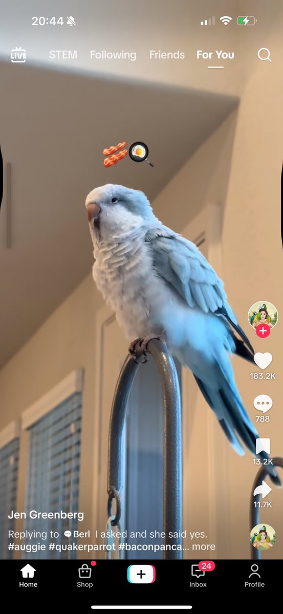 HayleyHaloHuck's tweet image. Been walking round my house all day saying “bacon pancakes making bacon pancakes” 🥞 #tiktok #birdsoftiktok #trend