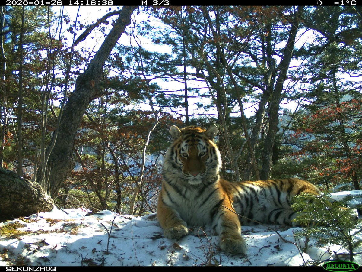 Trail_Cams's tweet photo. https://t.co/ZcoR8opMOc