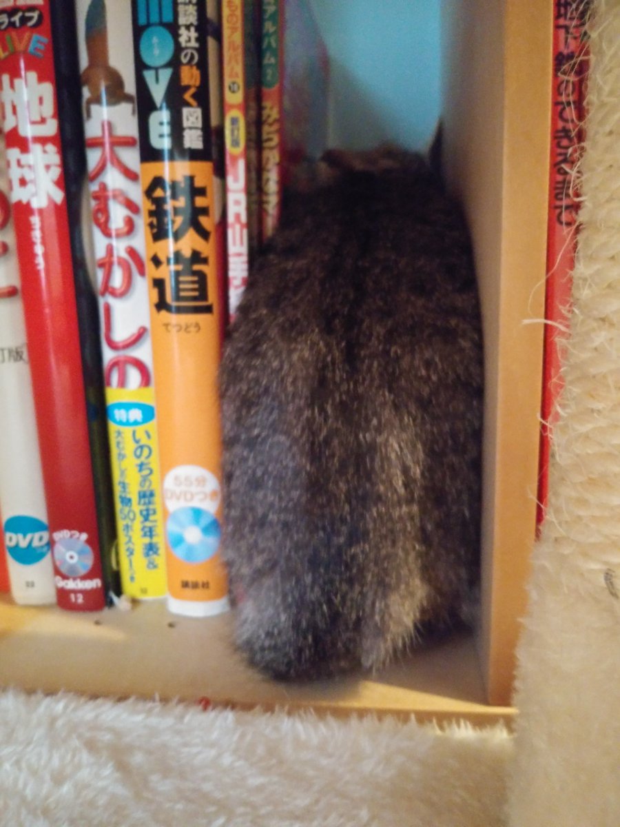 公園で保護されたデラが我が家に来て２ヶ月半。普段は元気に走り回ってるが、まだ見知らぬ人には慣れてないよう。点検に来た業者さんが帰ったあと、部屋のどこにもおらず、血眼になって探してたら、ここにいた。ええ。本になってました。