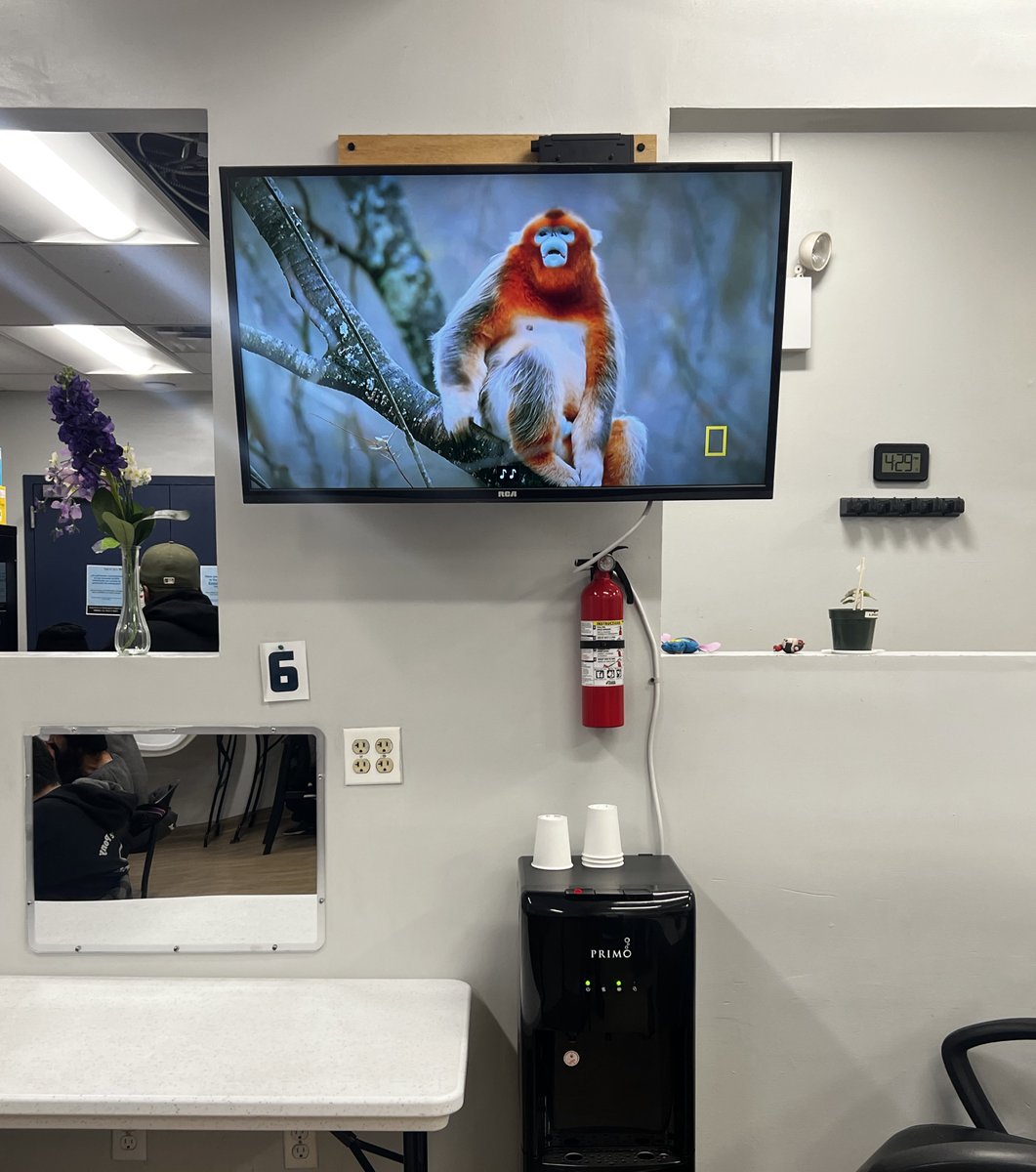 playing nature docs in the safe injection site today. big hit amongst our speedballers.