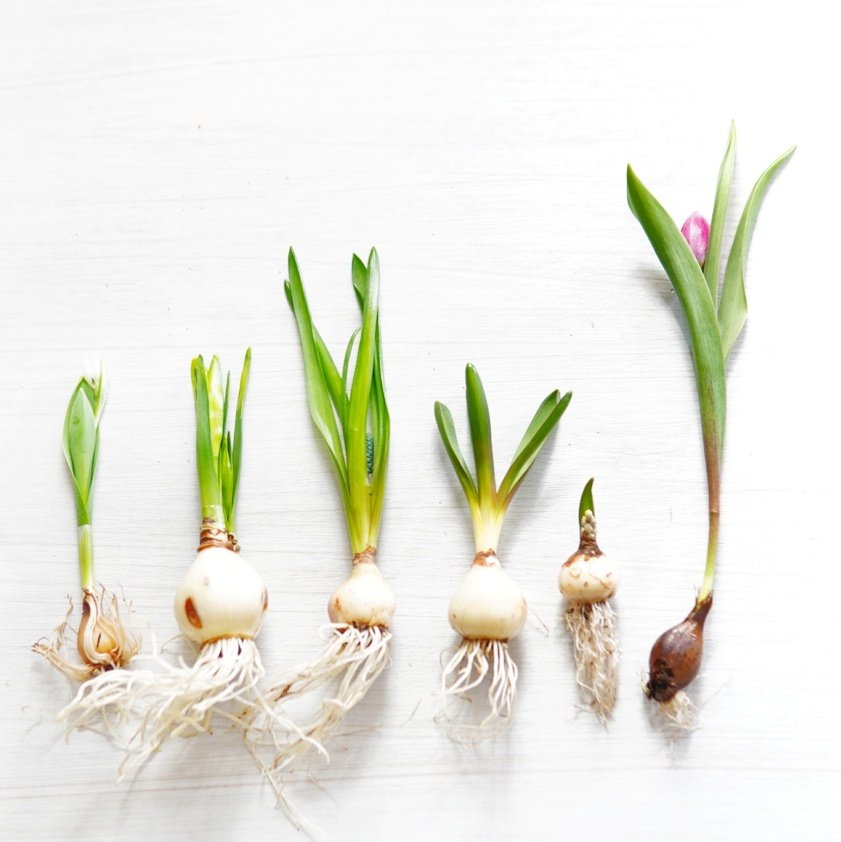 310cafeｰサトカフェｰ🌼纏う花・飾る花- 1/11のちのちの市 tweet media