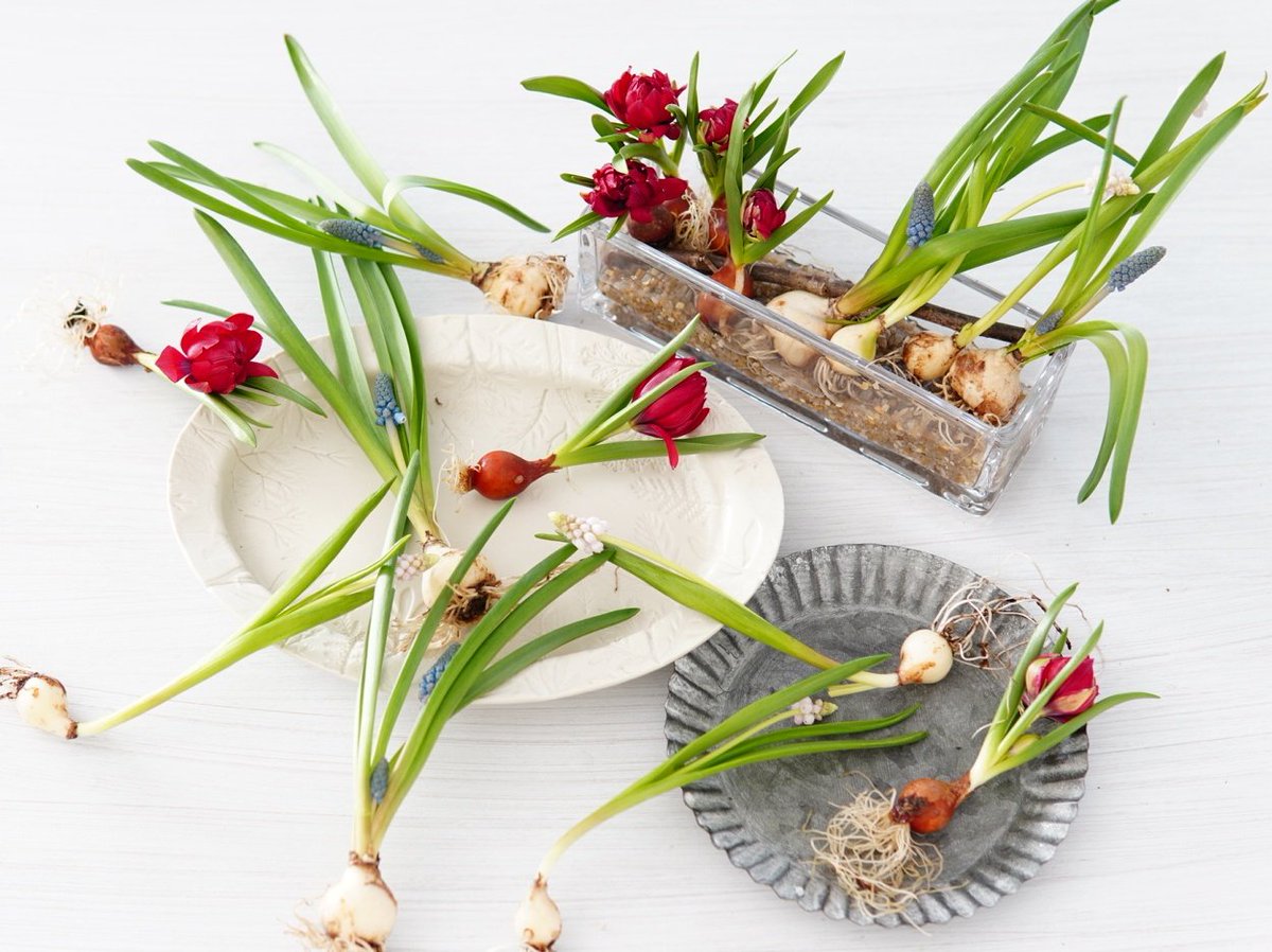 310cafeｰサトカフェｰ🌼纏う花・飾る花- 1/11のちのちの市 tweet media