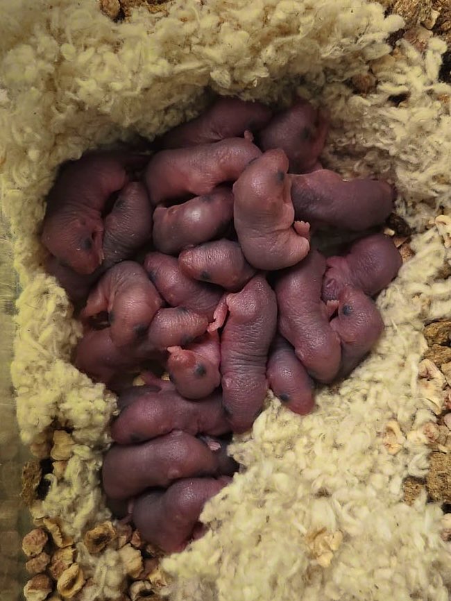 Zahraa Rahal (@zahraarahal) on Twitter photo OverPUPulation in our mouse maternity ward!
Guess how many pups popped 🐭
Credits to <a href="/TarifaInti/">Inti Reischle Tarifa</a> OverPUPulation in our mouse maternity ward!
Guess how many pups popped 🐭
Credits to <a href="/TarifaInti/">Inti Reischle Tarifa</a>