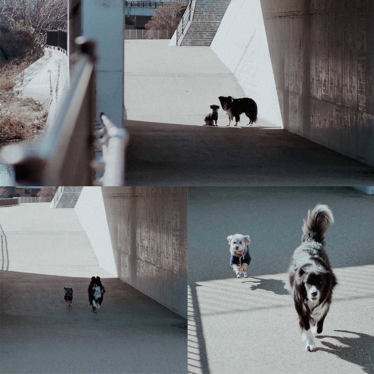 Poolie82's tweet photo. 犬と暮らす=「天災」を常に意識するということ。どんな状況でも犬と共に移動し寝食を共に出来るようそれにまつわる訓練をするということ。それは指示に従い ●注意を向け ●止まる ●待つ ●来る ●無駄に鳴かない…
これからも「犬とともに」強く意識したい
#withdog #withdogs #犬とともに #犬 #Dog https://t.co/CPTWTs7Qu4