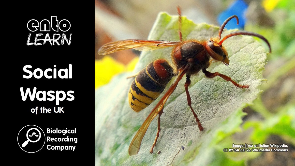 🐝 Discover the hidden world of UK social wasps! Join Dr <a href="/MadgwickTony/">@MadgwickTony</a> on 12 June for a 90-min webinar exploring their species, behaviors &amp; vital ecological roles. Includes Q&amp;A + resources. Just £10!  <a href="/bwars2000/">BWARS</a> <a href="/Buzz_dont_tweet/">Buglife</a>

🎟️ Book now: eventbrite.co.uk/e/social-wasps…