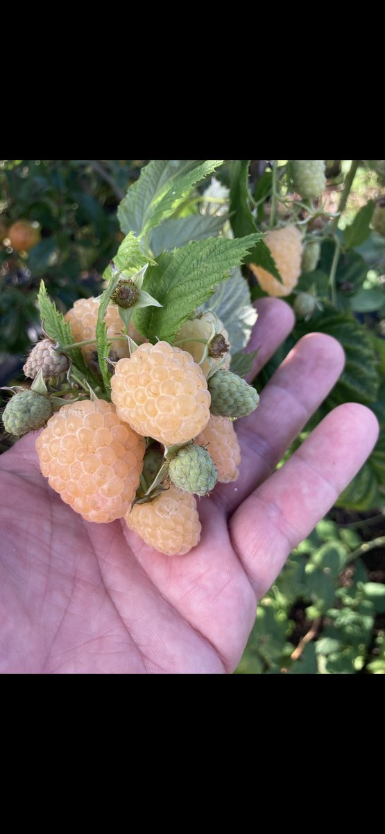 stewart waine tweet media