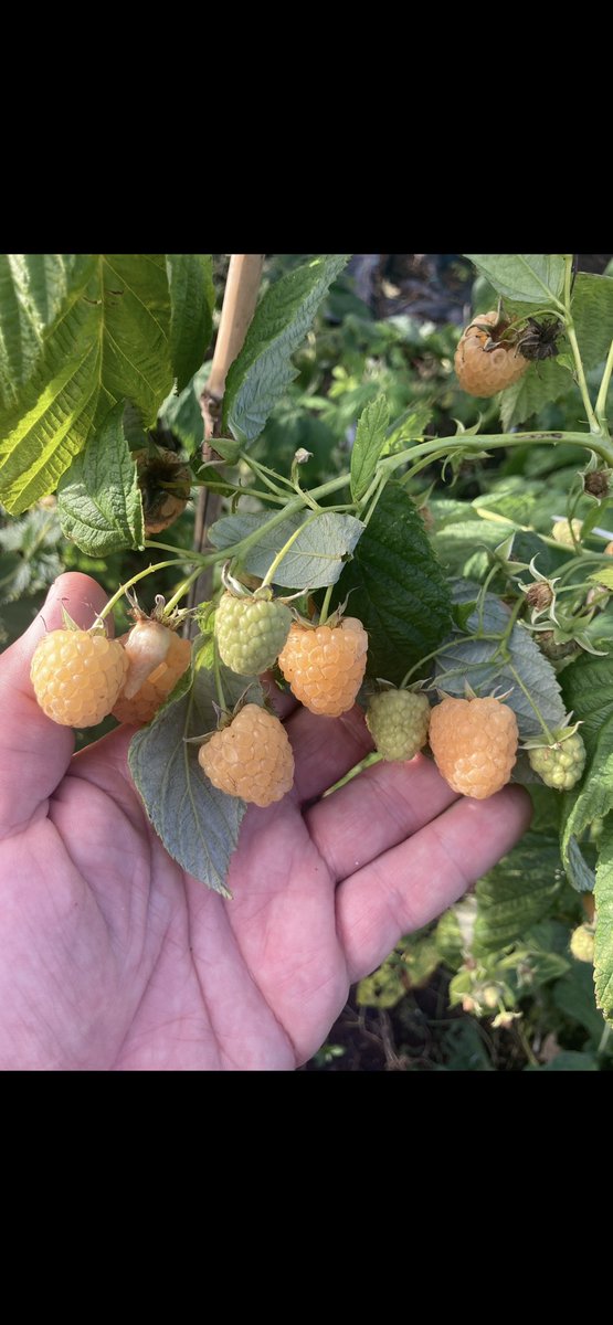 stewart waine tweet media