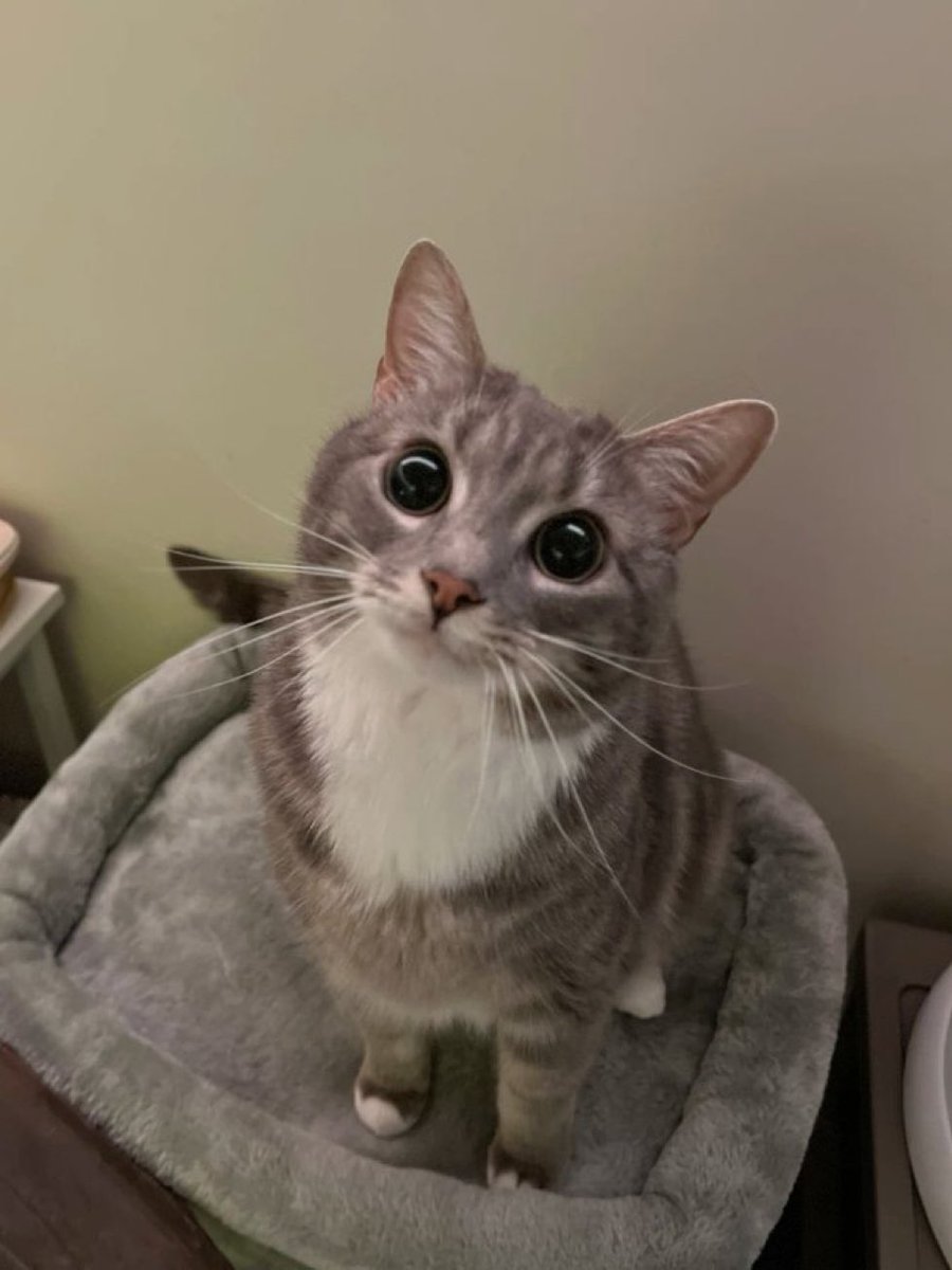 cattangotek's tweet photo. https://t.co/7IF6pFpwbE