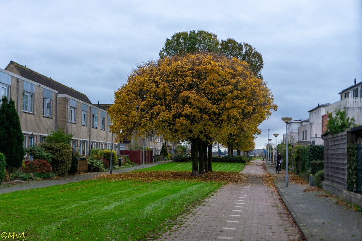 MaartenvanAtten's tweet photo. #Bomen, #sortiment. De #Bolesdoorn is ongesnoeid eigenlijk wel zo mooi. @Acer #Acer_platanoides_Globosum. (foto 15-11-2024) https://t.co/UAhwDFOQ6C
