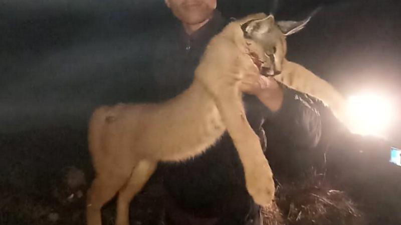 Burdur'da Vuruldu! Korunan ve avlanması kesinlikle yasak olan Karakulak! Burdur <a href="/milliparklar/">DKMP Genel Müdürlüğü</a> ekiplerince şahsa 611.000 TL para cezası uygulandı. Ayrıca adli işlem başlatıldı. Burdur'da özveri ile çalışan arkadaşlarıma teşekkür ederim.