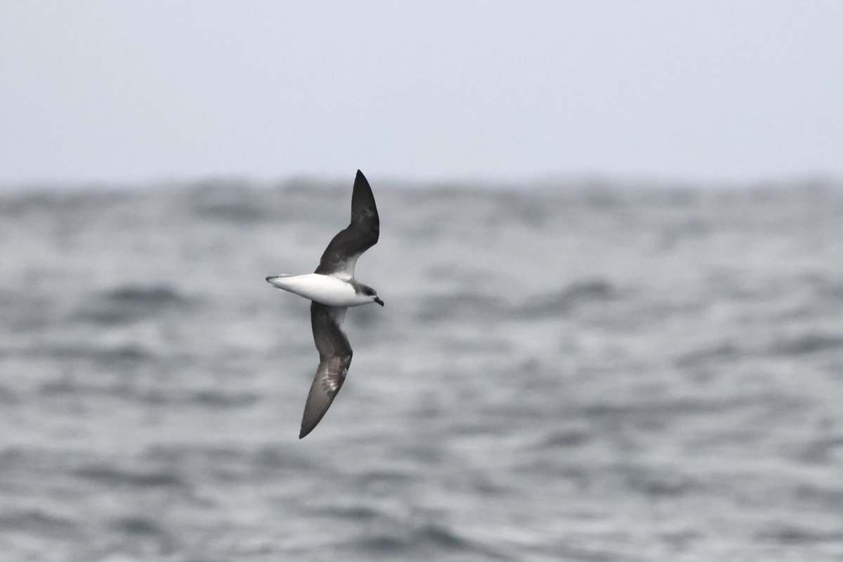 St. Mary’s Patch tweet media