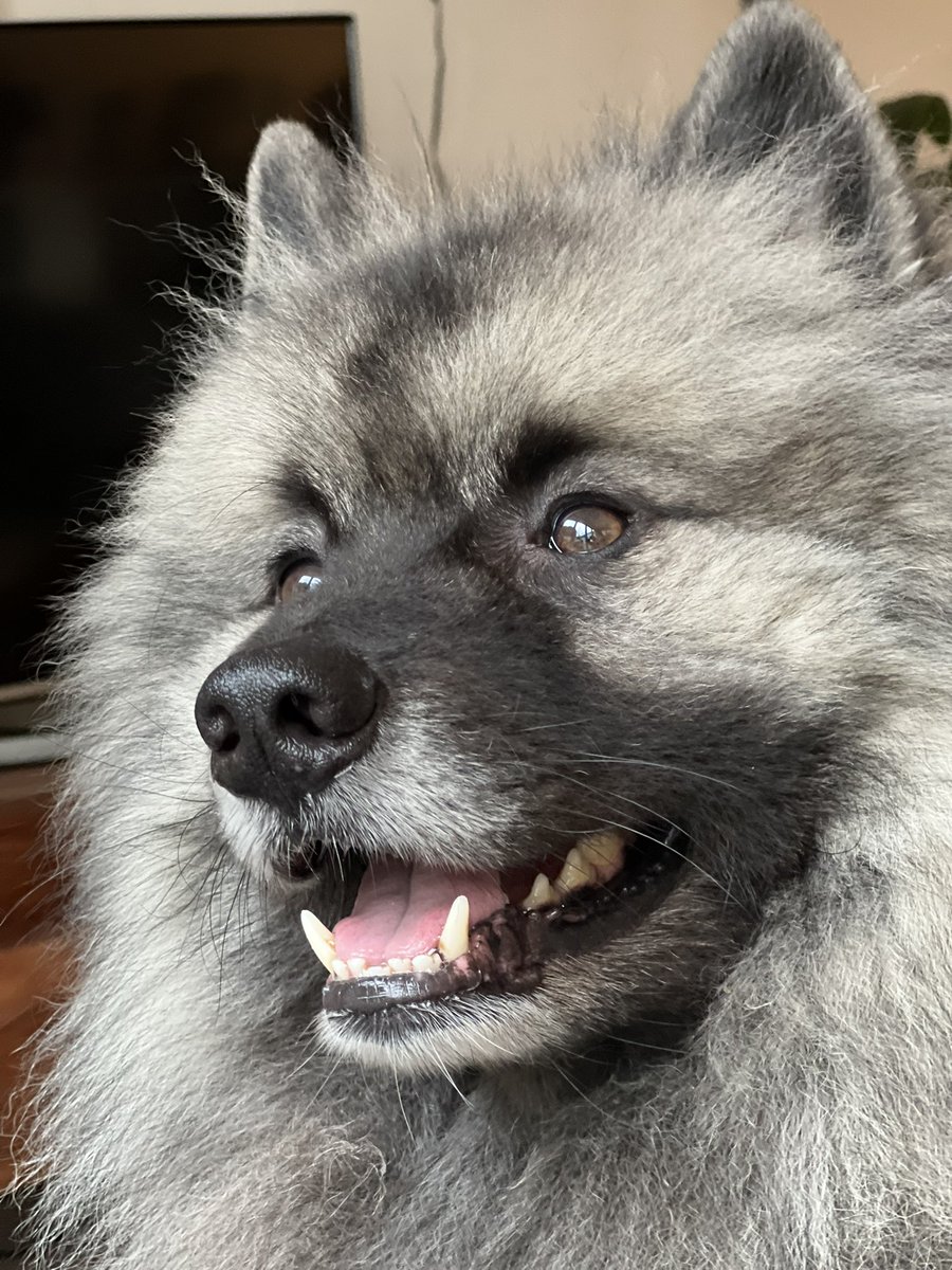 ApolloSOTT tweet picture