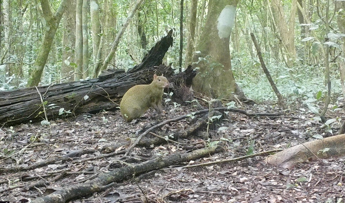 SEMABICCE's tweet photo. En Campeche no tenemos capibaras, pero si tenemos al #sereque
Es una especie de roedor que mide hasta 60cm, pesa hasta 3kg y es herbívoro; guardan semillas en madrigueras troncos, siendo uno de los mayores dispersores de semillas que se tienen en la Península de Yucatán. https://t.co/kUGAkJBSZu