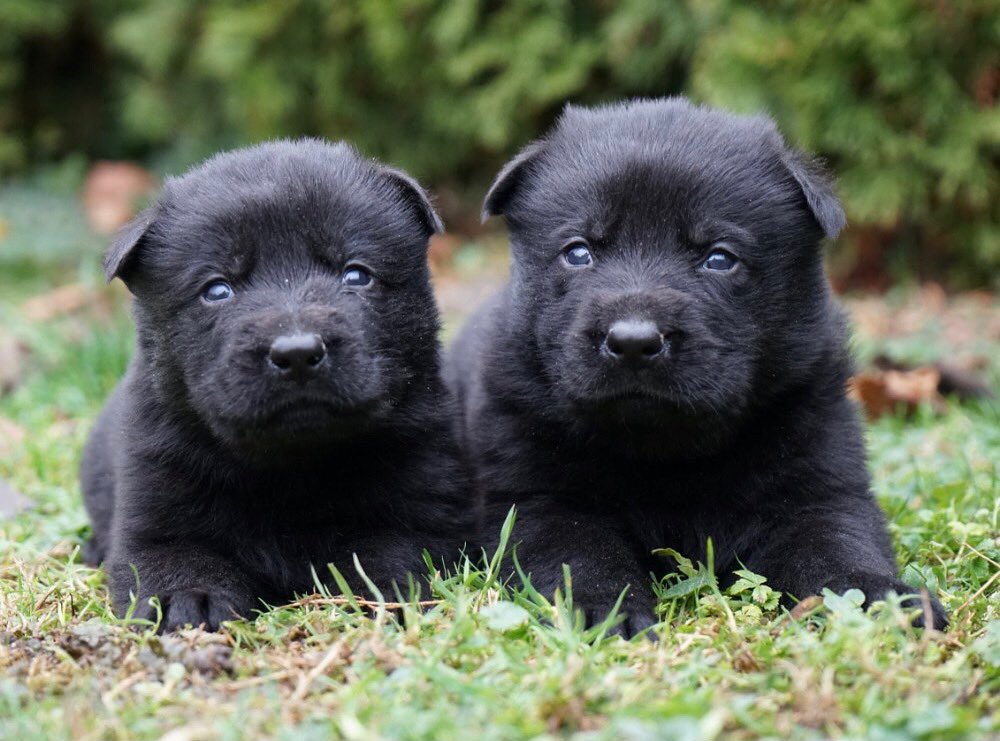 ccpdogs's tweet photo. PHOTO OF THE DAY‼️🐾

#ccprotectiondogs #protectiondogs #familyprotectiondogs #homeprotection  #germanshepherd #pup #puppy #puppies https://t.co/94dyrXGbpM