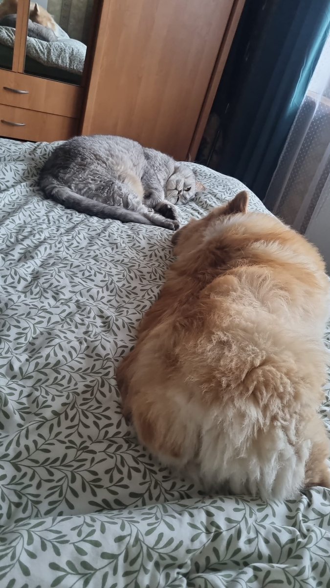 DzabKepa's tweet photo. Happy Life 😍
#Frančeska #greetingsfromhome #sveicieninomājām #ķepuķepā #Ķepas #Kepa #animalshelter #rescued #latvija #kepu #nepērcadoptē #dog #suns #doglife #corgies #corgi https://t.co/wFTr0DBuMd